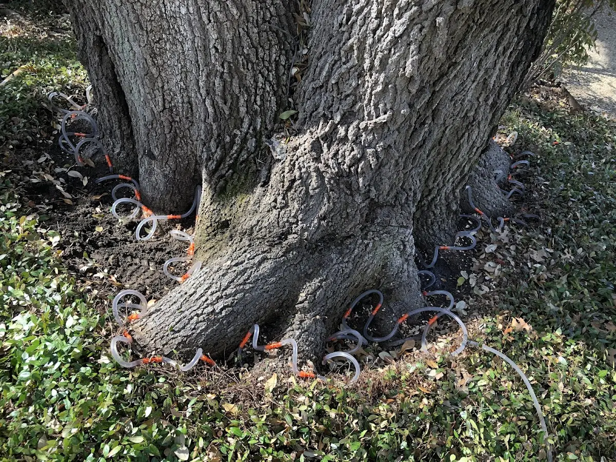 Detailed Tree Cabling and Bracing job site in Reedsville