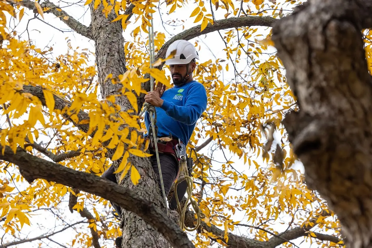 Skilled Tree Pruning crew working in Reedsville